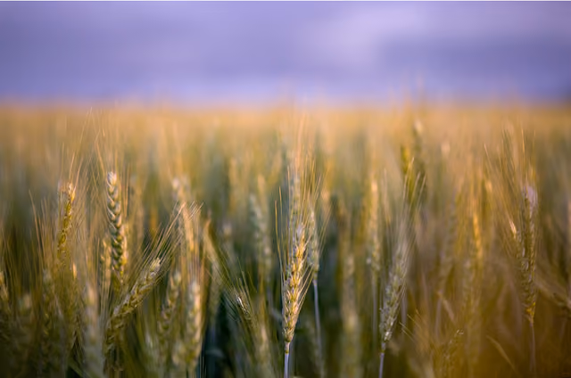 Espigas de trigo al atardecer